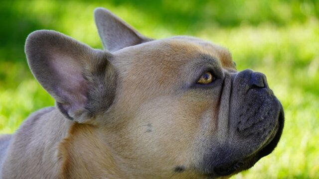 4 ragioni per cui un Bulldog Francese potrebbe non essere adatto a te