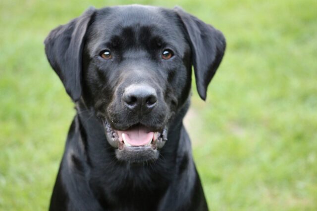 4 ragioni per cui un Labrador potrebbe non essere adatto a te