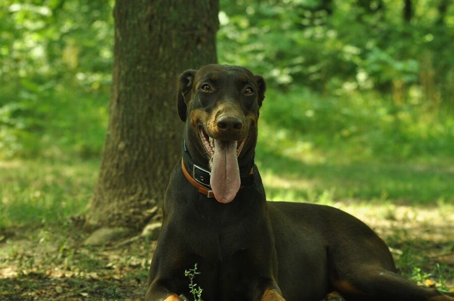 cane doberman peloso