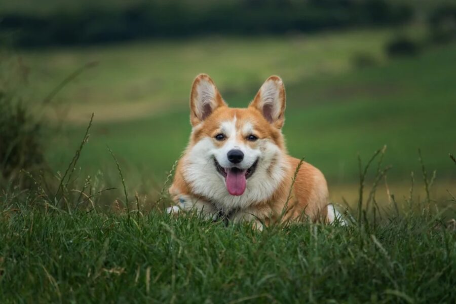 corgi cucciolo bellissimo