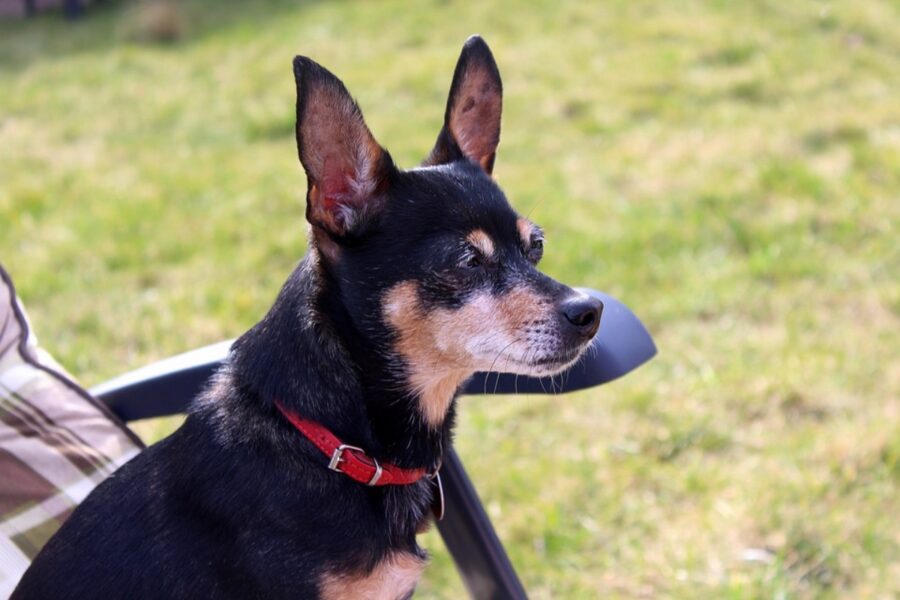 cagnolino sedia erba