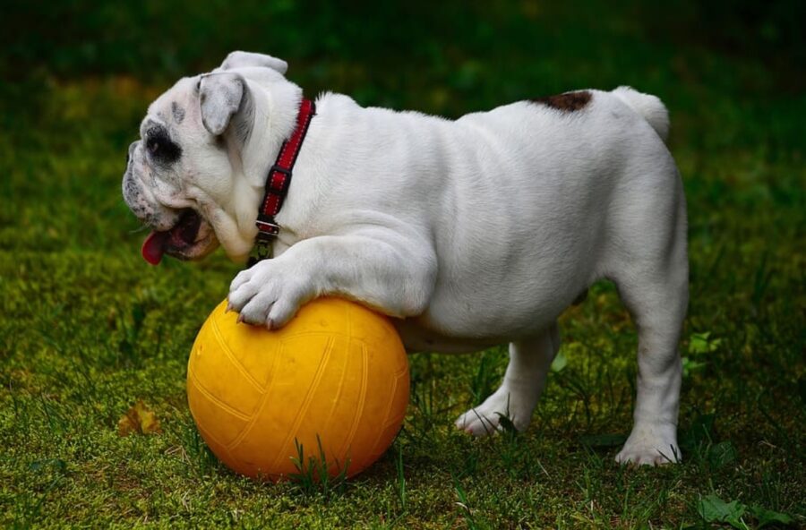 cagnolino gioca palla