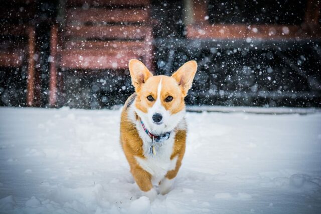 5 consigli per vivere in sicurezza con il tuo cane in inverno