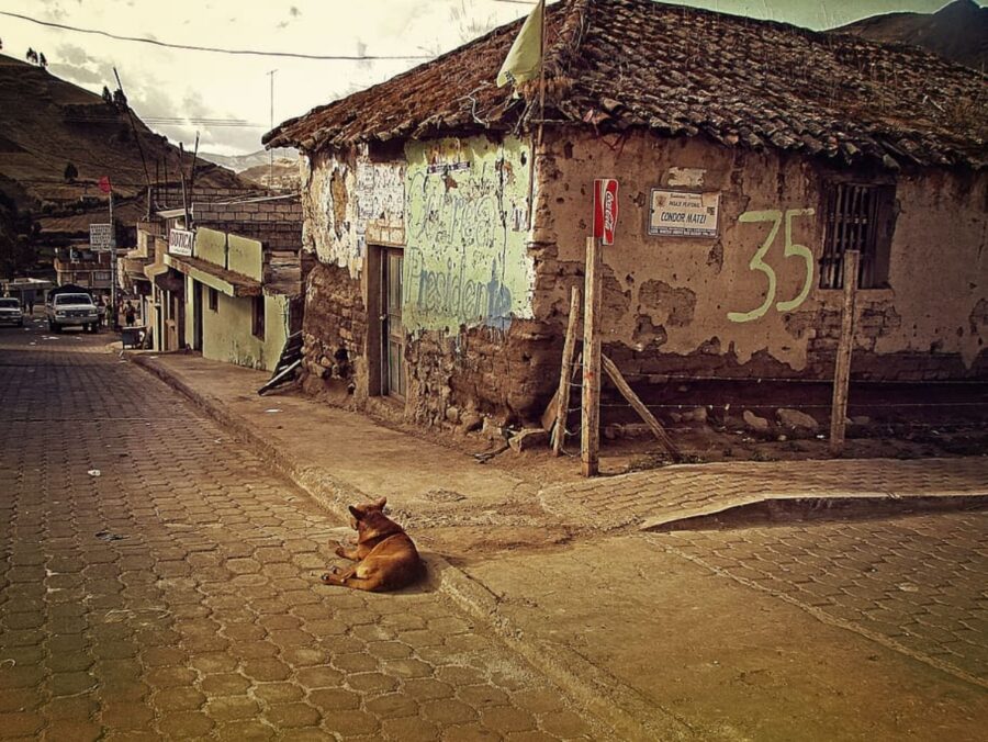 cane per strada