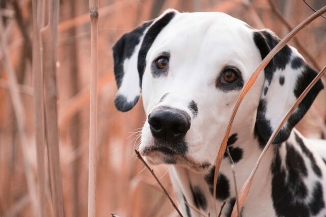 5 fatti a dir poco sorprendenti sui Dalmata da scoprire