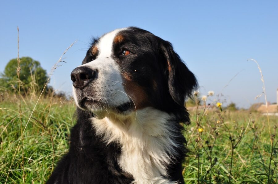 bovaro del bernese