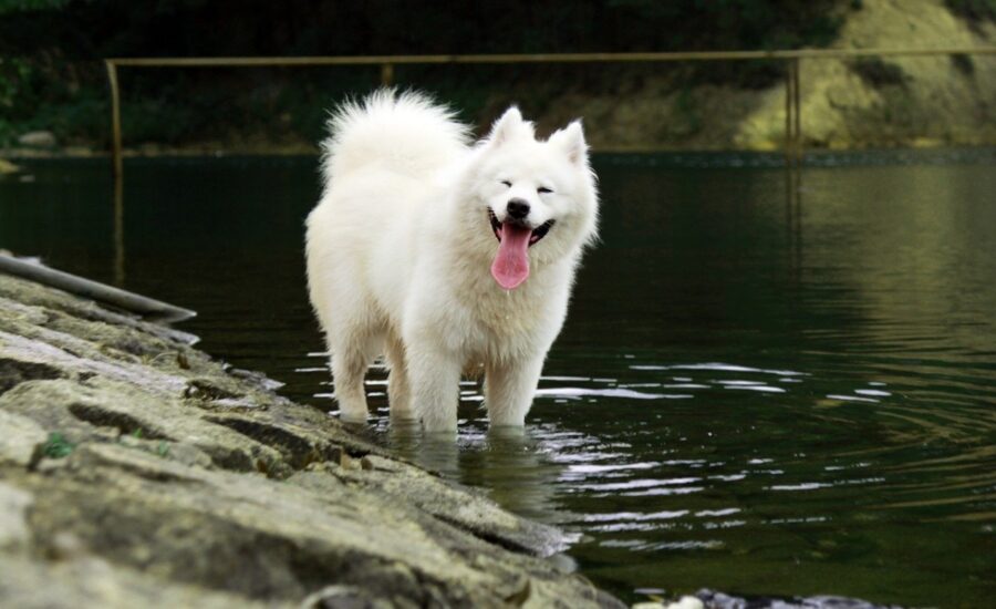 peloso felice sorriso