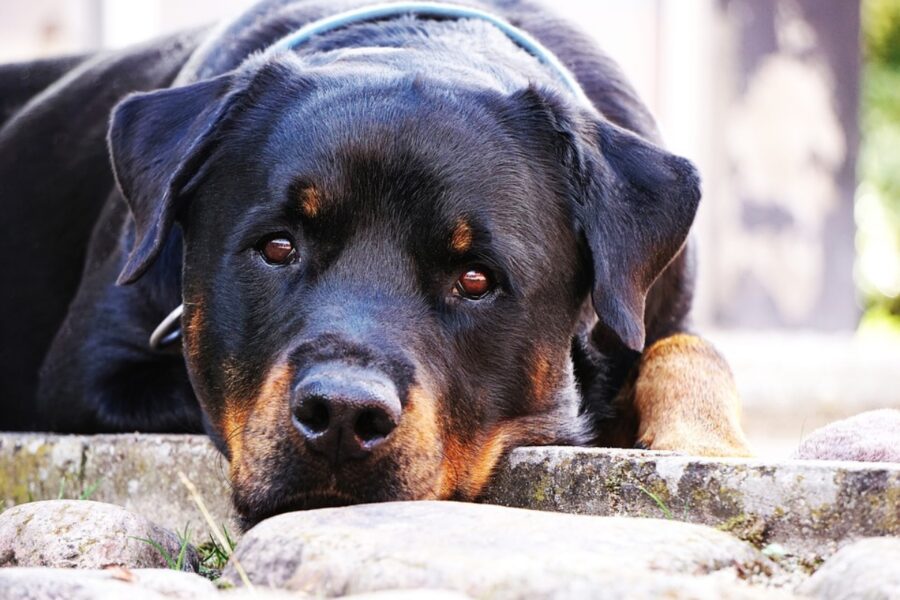 cucciolo rottweiler orecchie