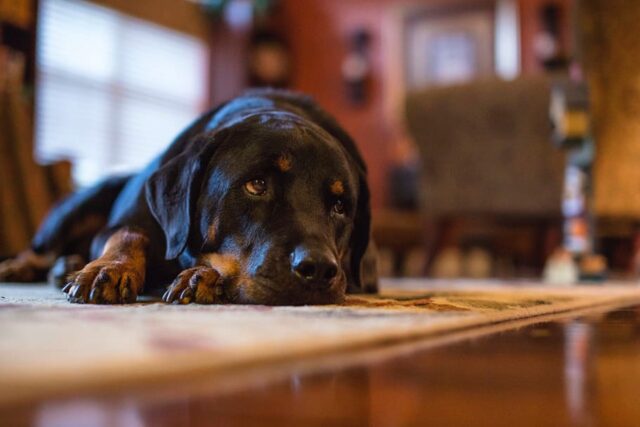 5 segnali che ti fanno capire che il cane è depresso