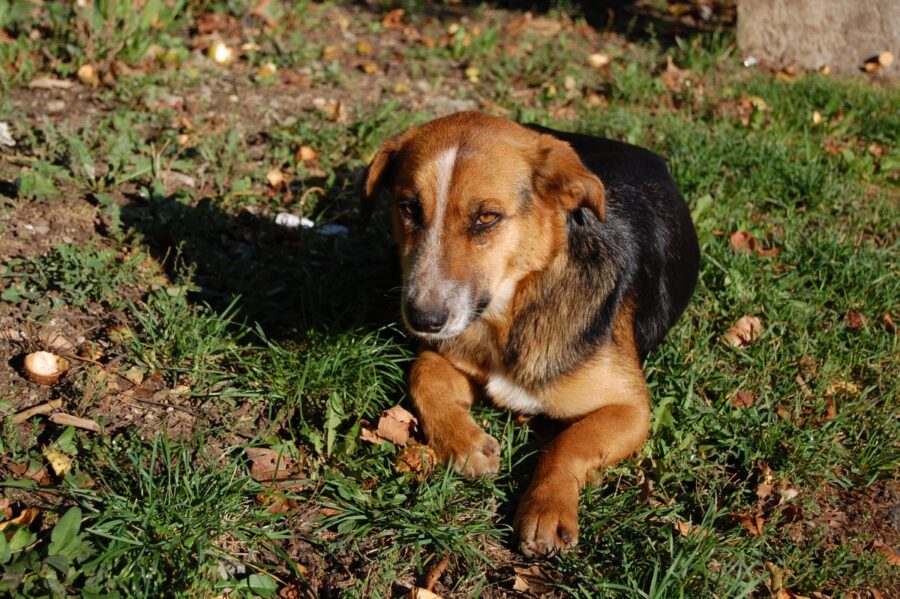 cane giù morale