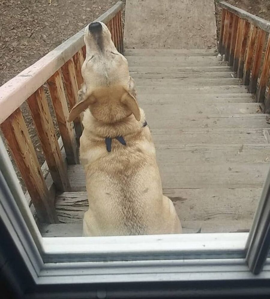 cane porta fuori