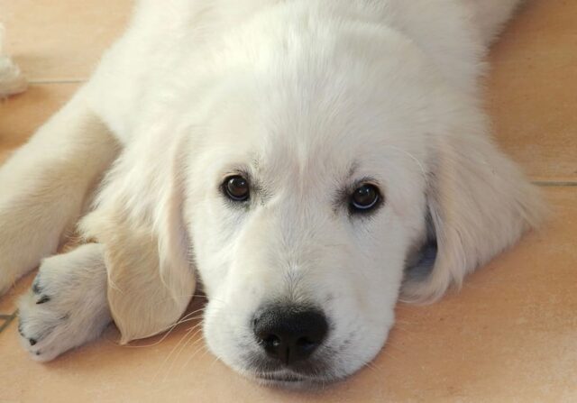 6 foto che ti faranno venire voglia di portare il cane a lavoro