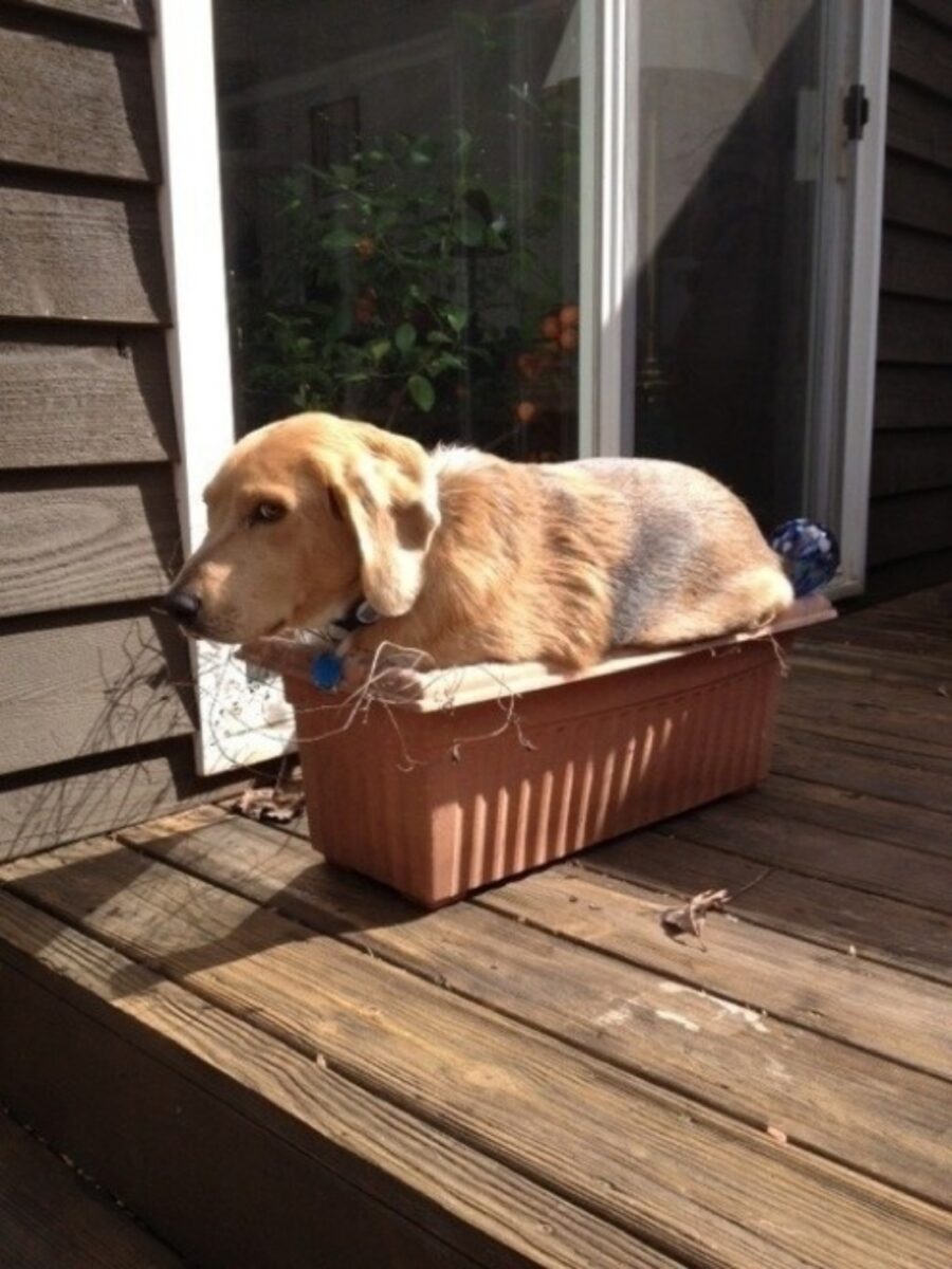 cane dentro vaso