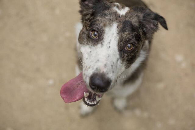 6 esilaranti foto di cani a cui è impossibile attribuire un senso