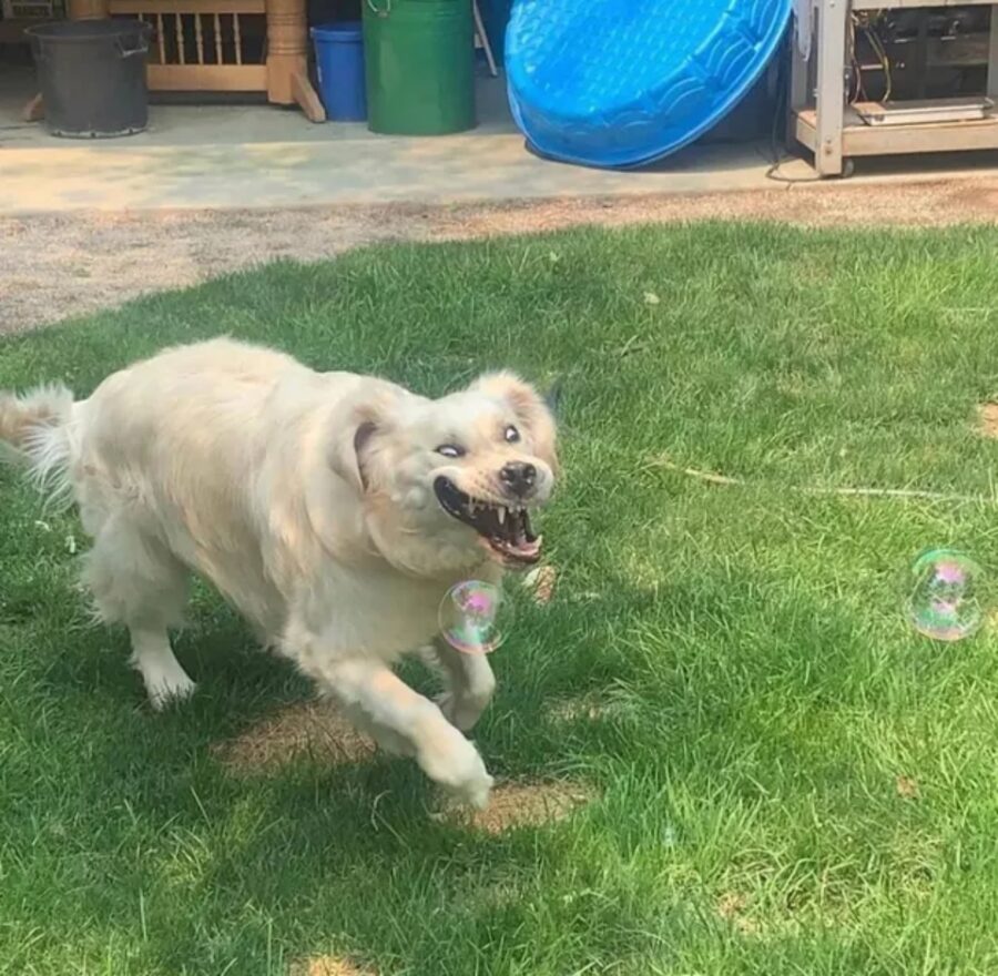 buffo sorriso cane