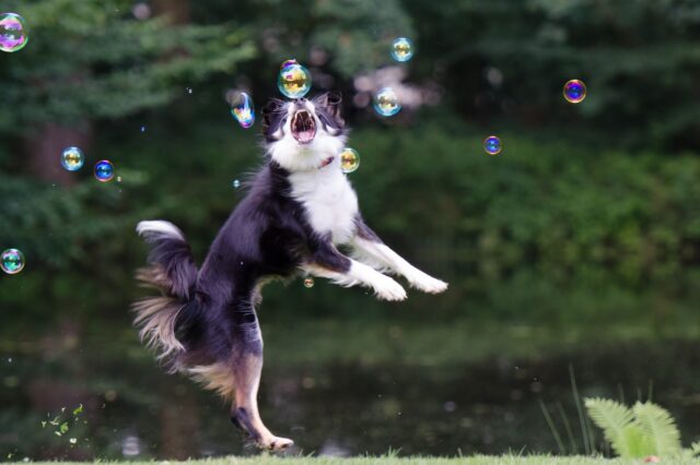 6 foto di cani accomunati dall’amore per le bolle di sapone