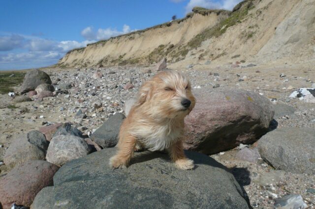 6 foto di cani che amano letteralmente viaggiare col vento