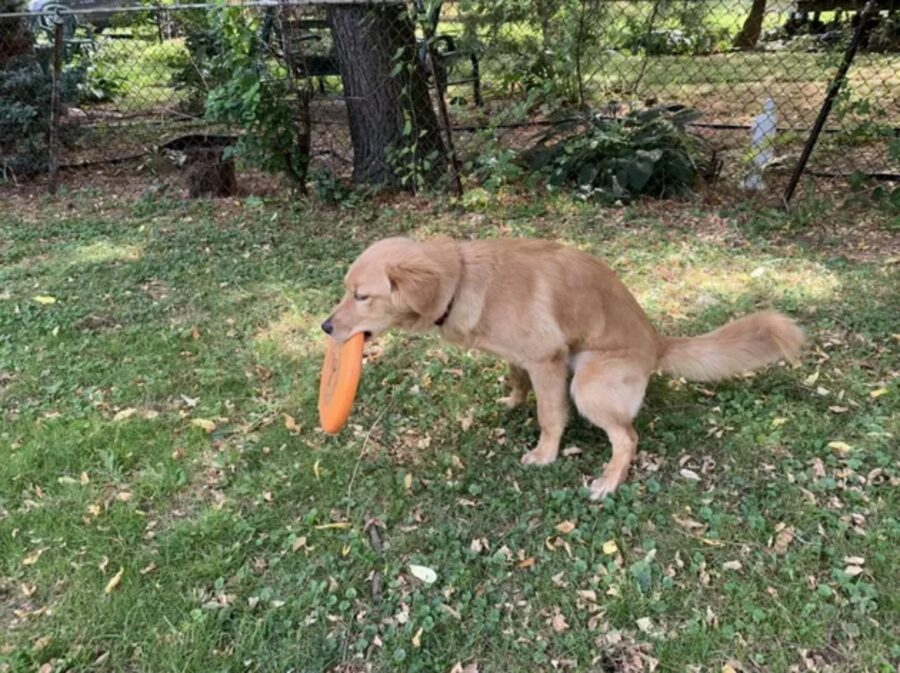 peloso frisbee pupu