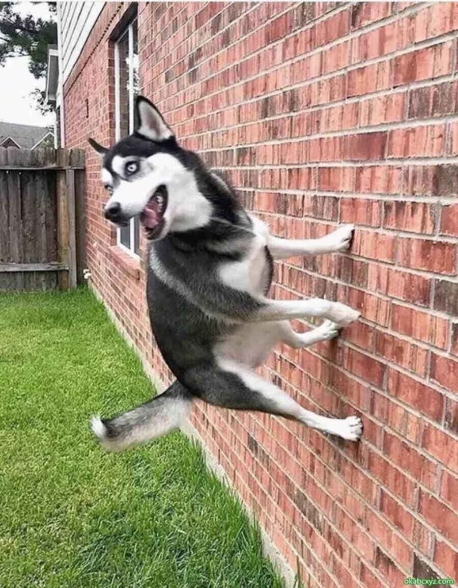 husky parete muro