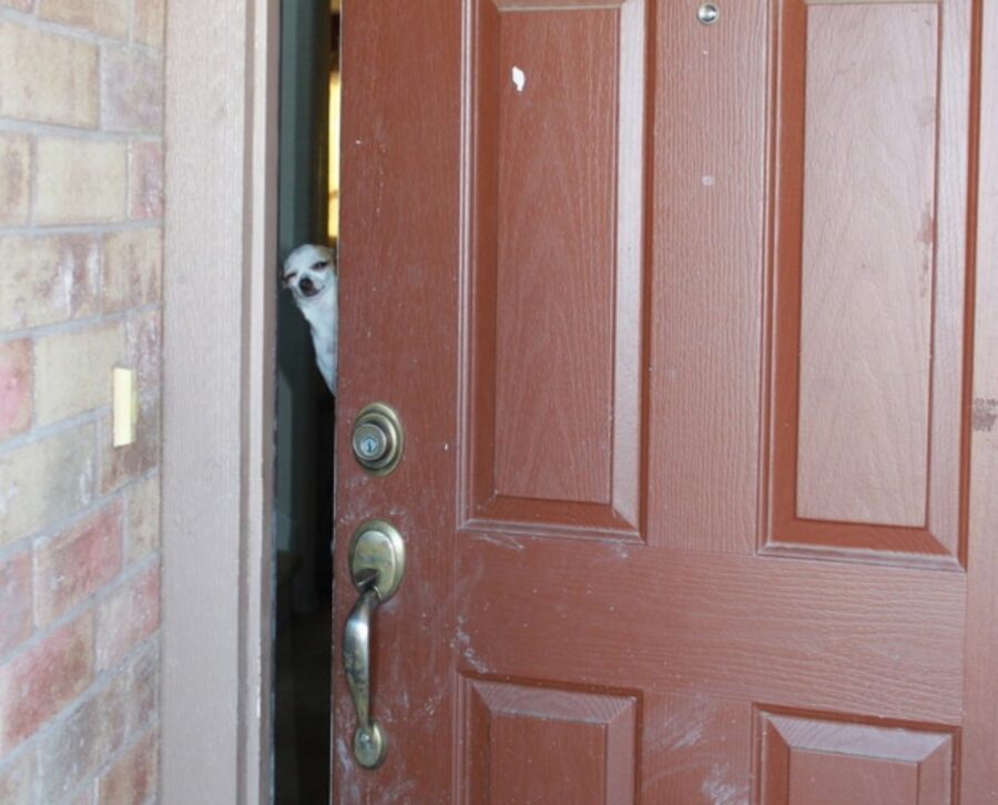 cucciolo alla porta