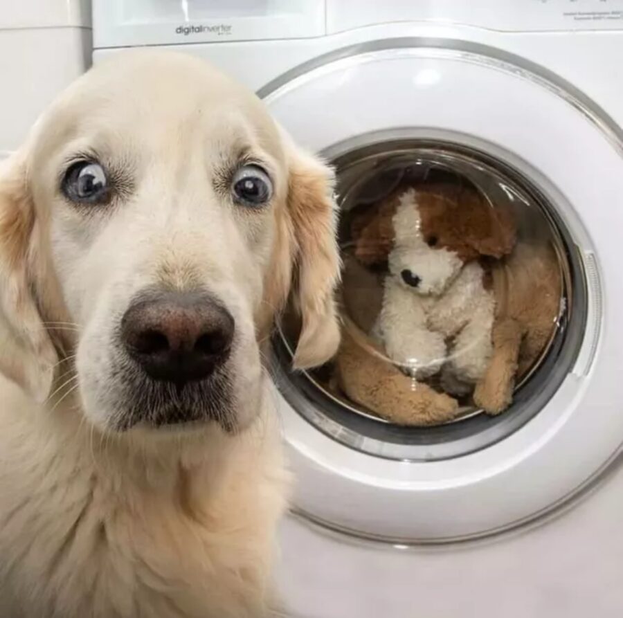 cane lavatrice buffo