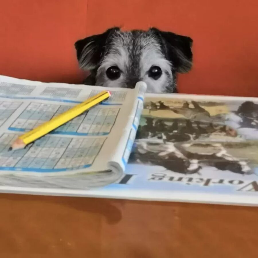 cane guarda giornale