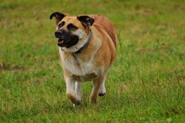 6 foto di cani che è impossibile guardare rimanendo seri