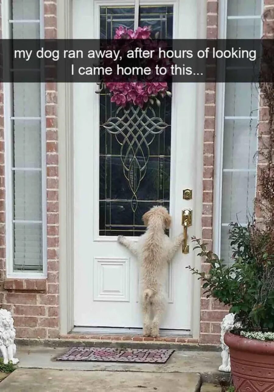 cane alla porta