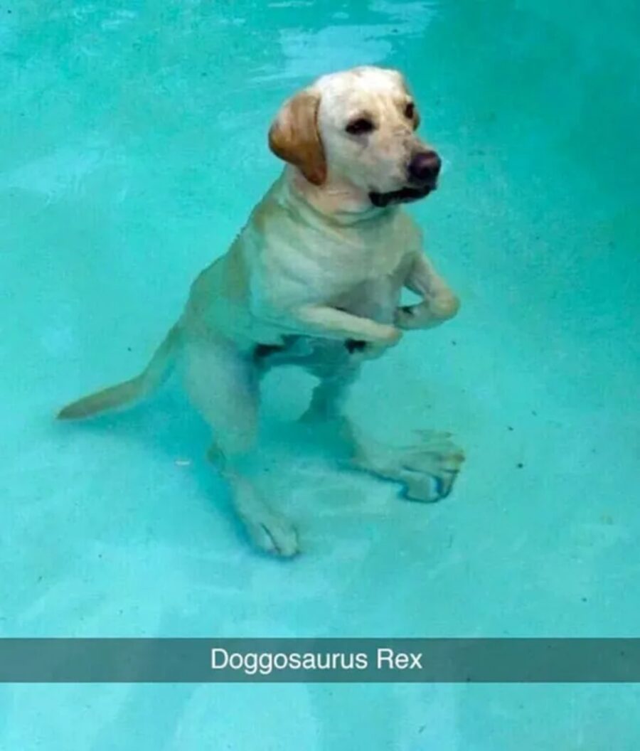 cane acqua nuoto
