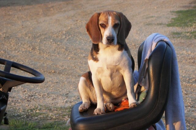 6 foto di cani che hanno dei posti personali davvero bizzarri