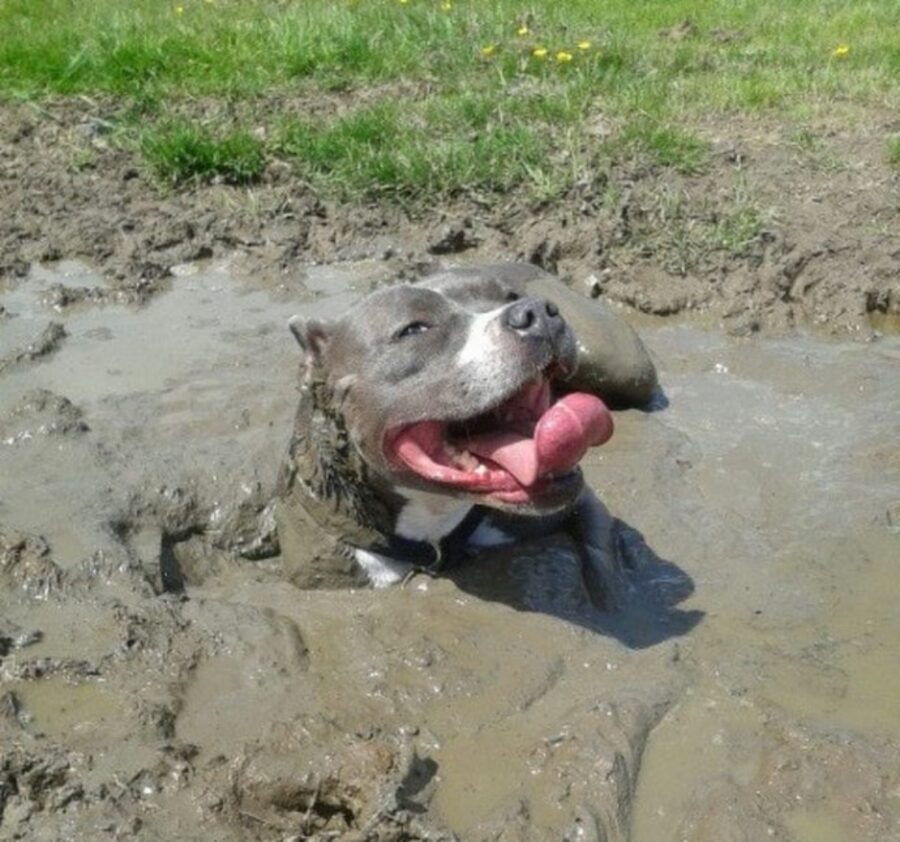 cane fango sorriso