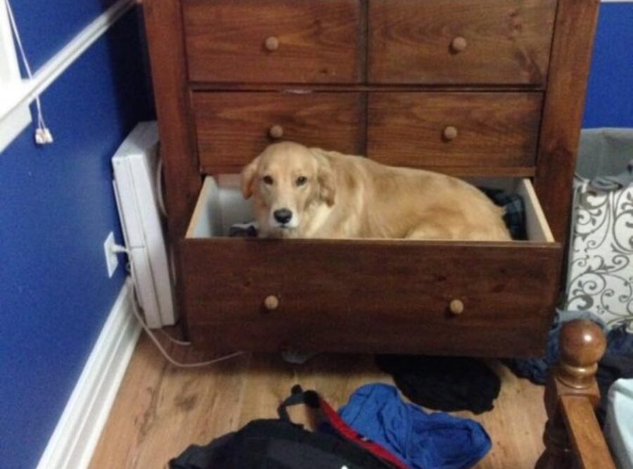 cane nel cassetto