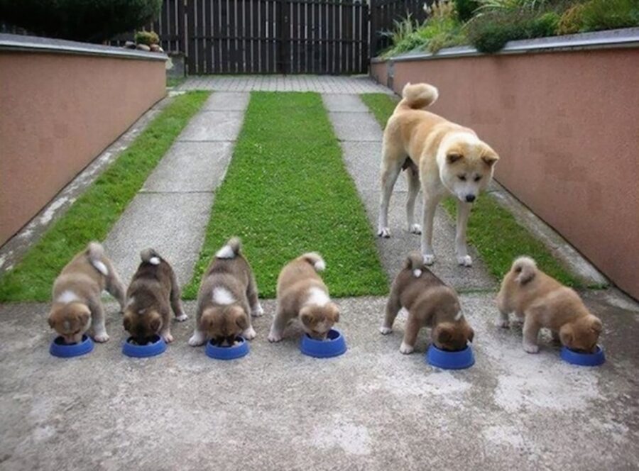 cani in fila