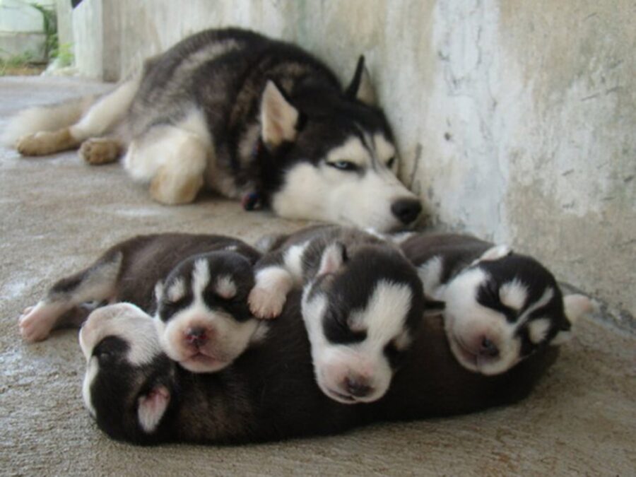 husky madre dorme