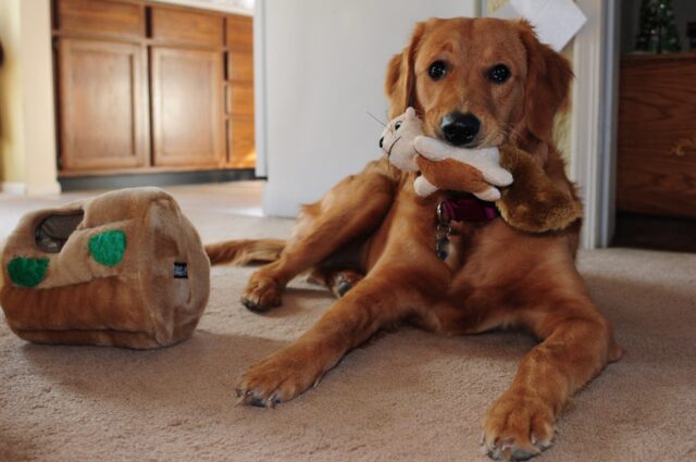 6 foto di cani che non sanno di essere “extra large”