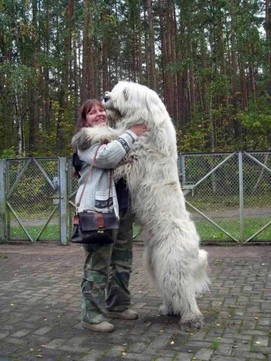 cane gigante abbraccio