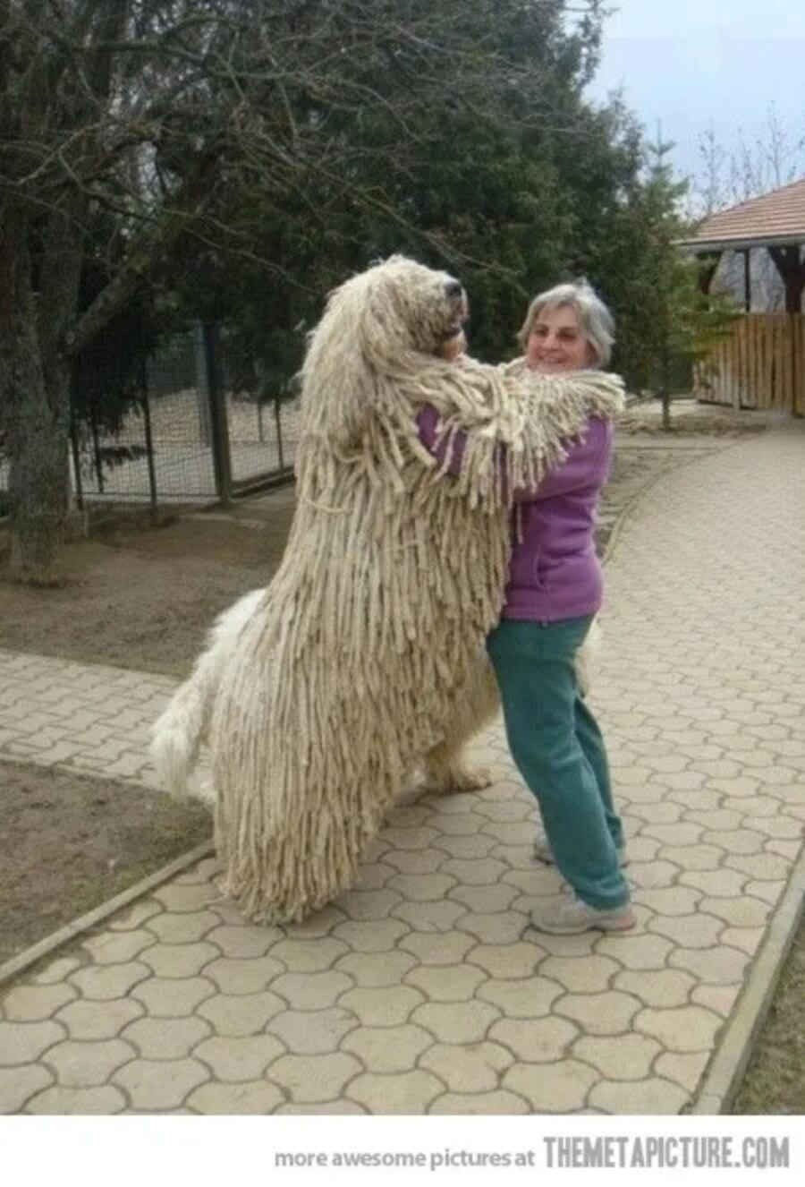 cane pelo buffo