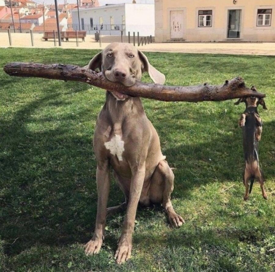 cucciolo bastone gioca