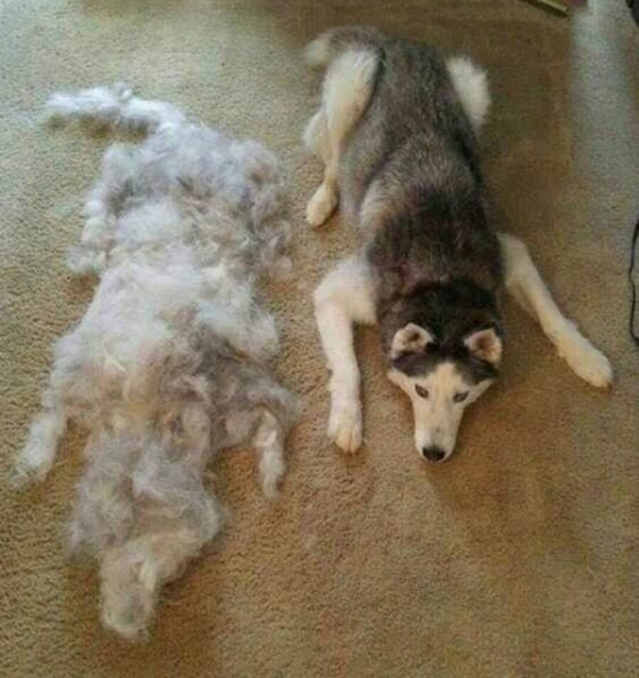 cane husky pelo