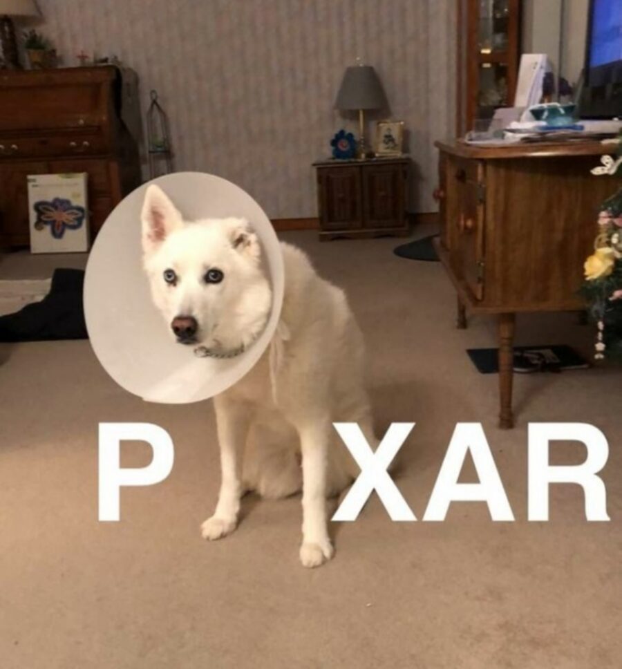 cane pixar cartone