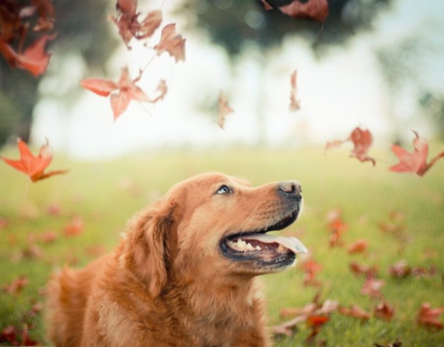 cane foglie cadono
