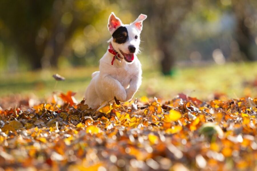 cane salto felice