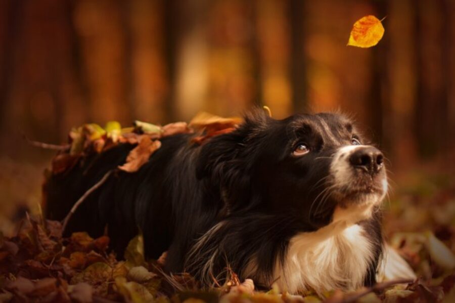 cane osserva foglia