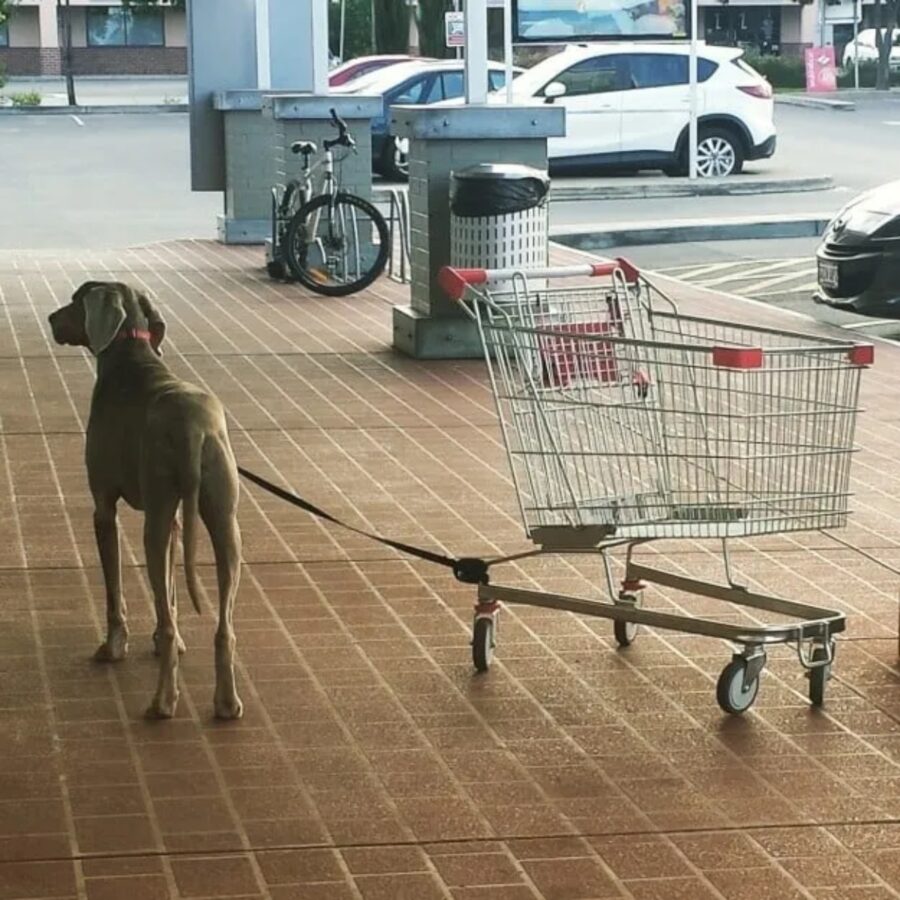 cucciolo con carrello