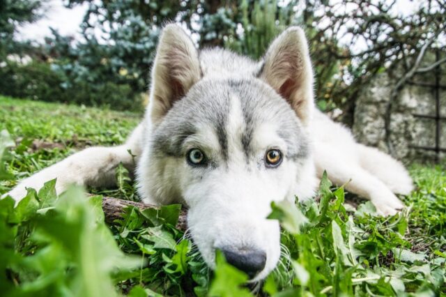 6 foto di cani davvero spassose a cui difficilmente potrai resistere