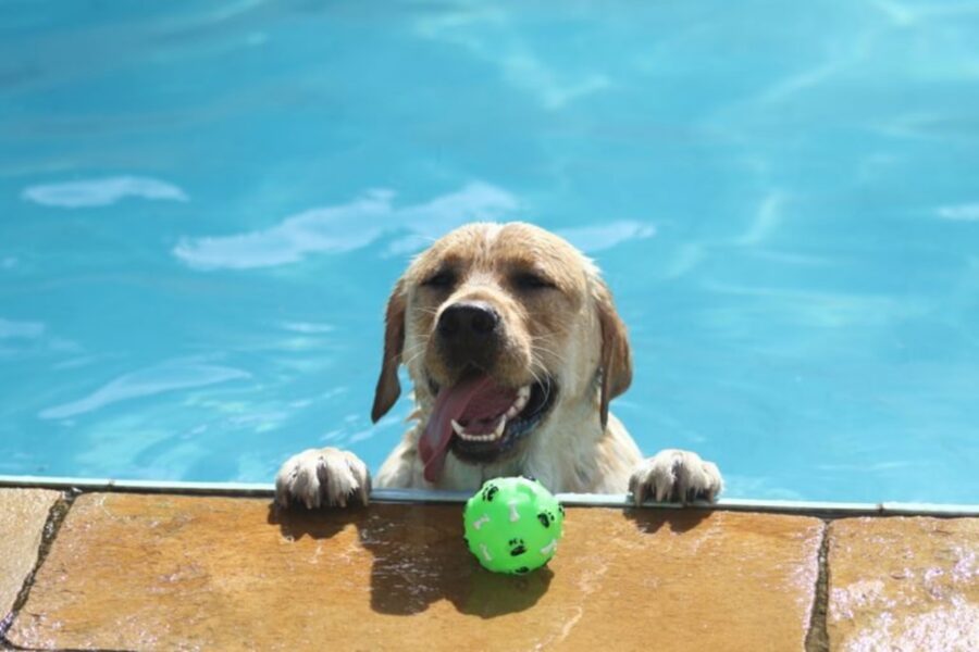 cane piscina bagno