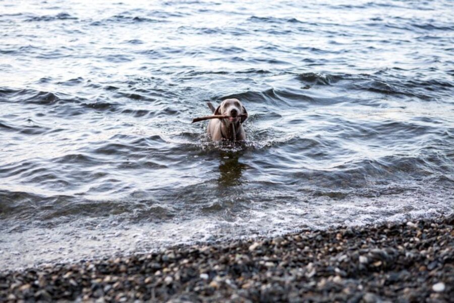 cane acqua bastone