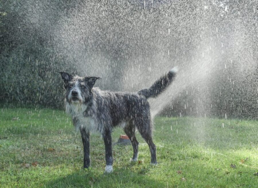 cane giardino acqua