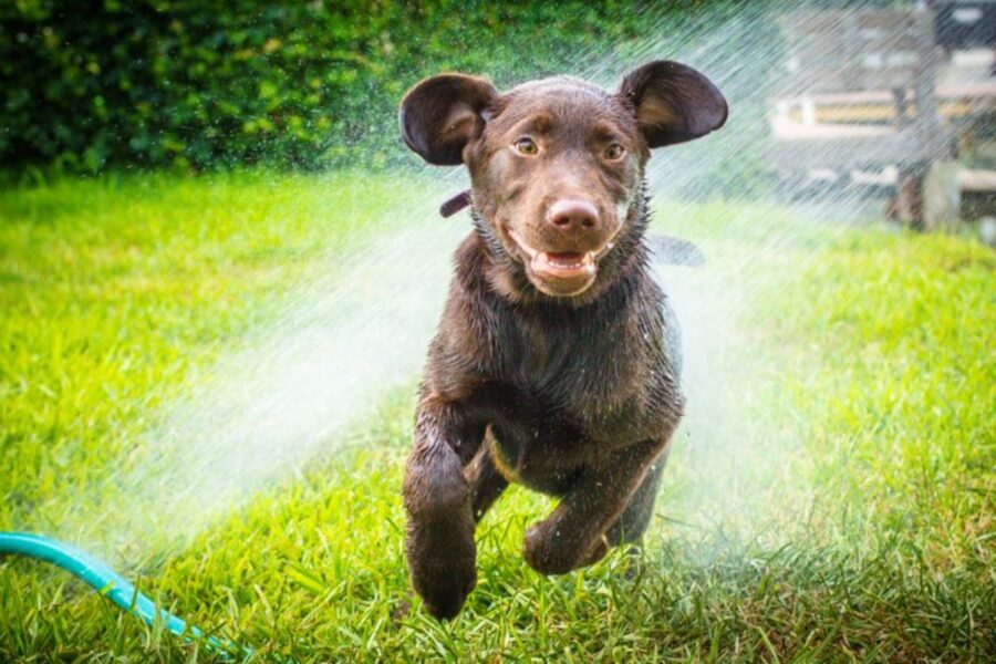 cucciolo corre schizzi