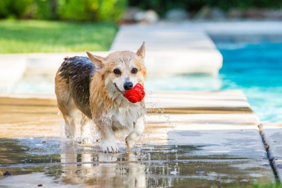 cucciolo bordo piscina